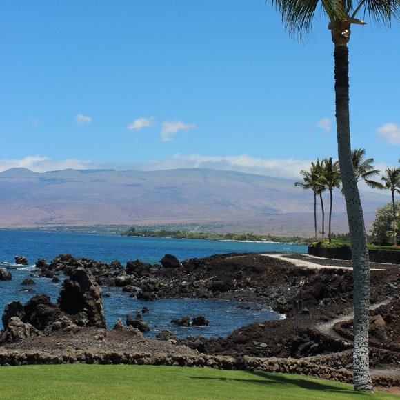 Meet your Posher, Leia - Picture 1 of 1